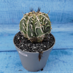 Astrophytum Myriostigma cv. Fukuryu (Астрофитум)