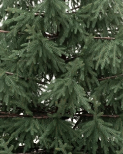 Искусственная елка Заповедная 240 см., 100% литая хвоя, ЕлкиТорг (267240)