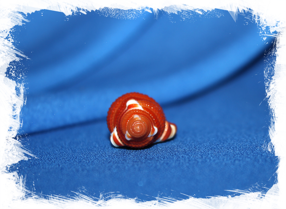 Циматиум рубекулум (Cymatium Rubeculum)