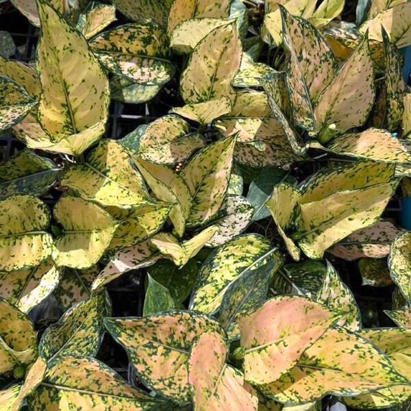 Адаптация комнатных растений