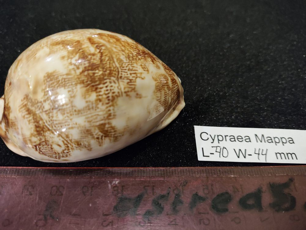 Ципрея Маппа