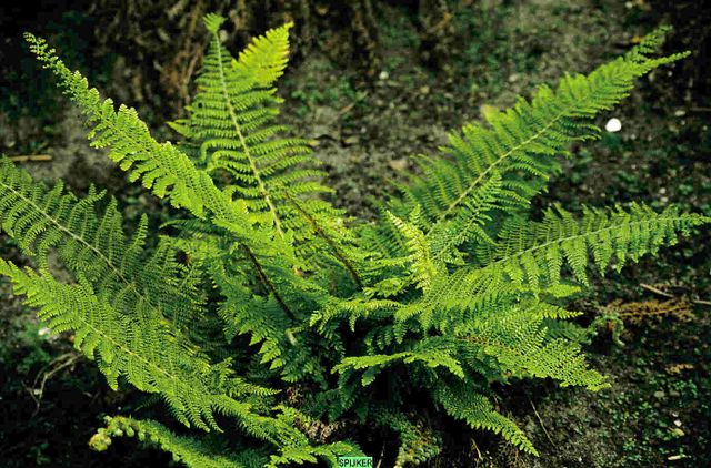 Папоротники