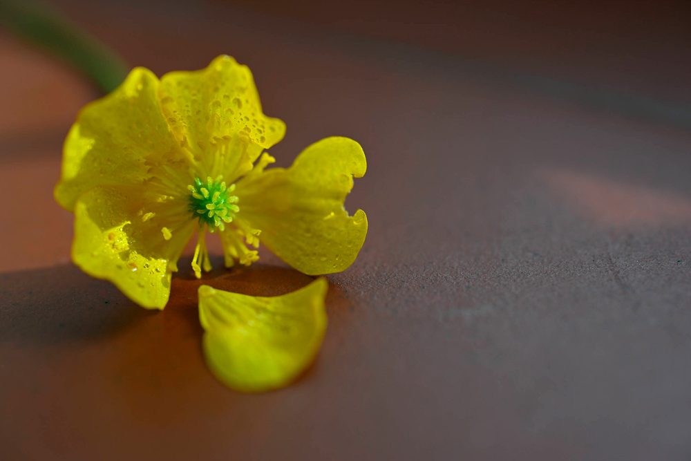 Объектив Nikon Nikkor Z 35mm f/1.7 DX MC