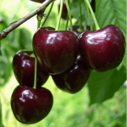Черешня Родина С10