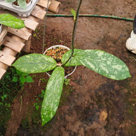 Хойя MEREDITHII SILVER