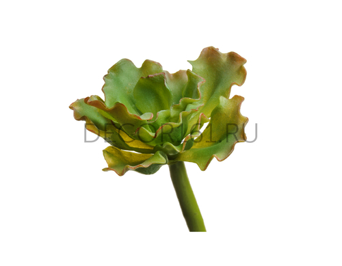 Суккулент Эхеверия Шавиана Трифлс св.зелёно-розовая в-5, ш-8 см 24/96 30.0616201LGR