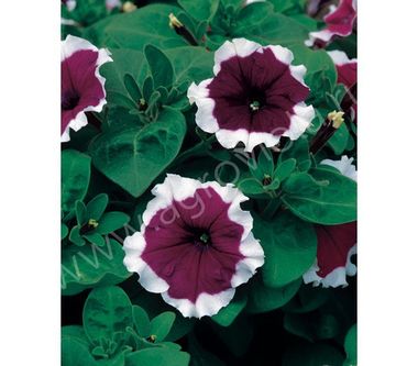 S60156 Петуния кустовая Grandiflora Frost Velvet 10шт.