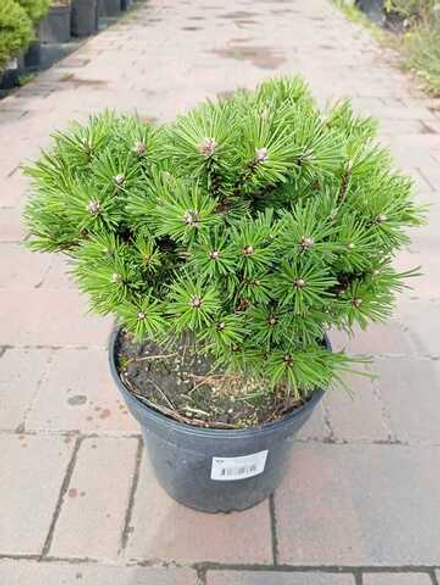 Сосна горная Бенджамин С5 30-40