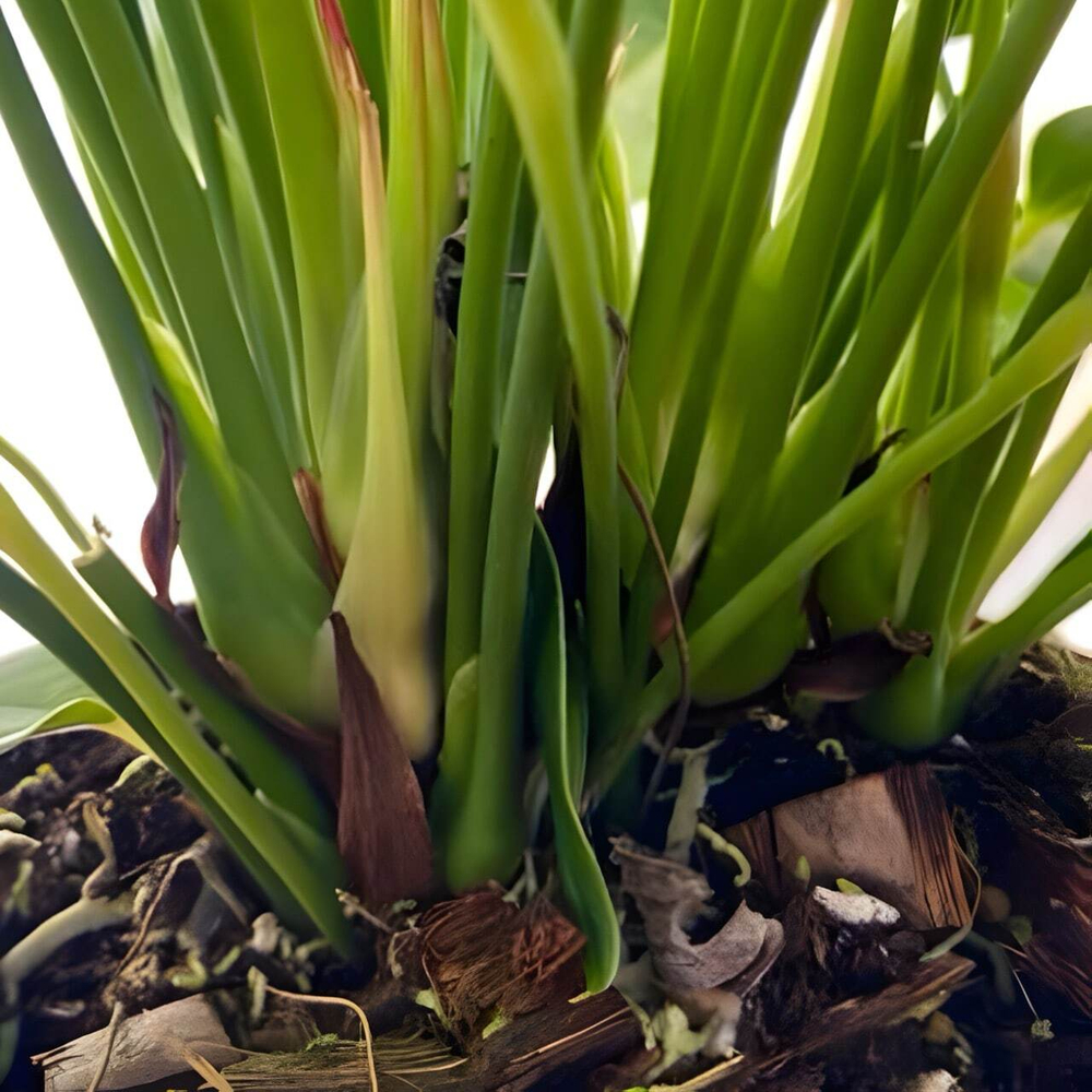 Антуриум Андре MISTIQUE