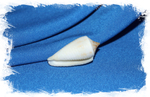 Conus asiaticus