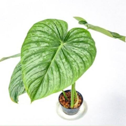 Филодендрон PASTASANUM SILVER