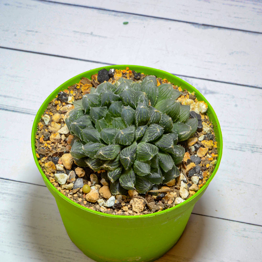 Haworthia Cooperi Venusta (Хавортия)
