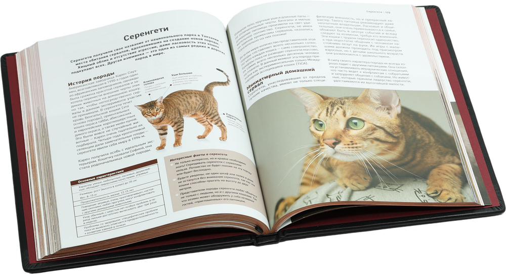 Все породы кошек