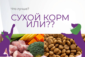 Натуральный корм или сухой корм: экспертное мнение