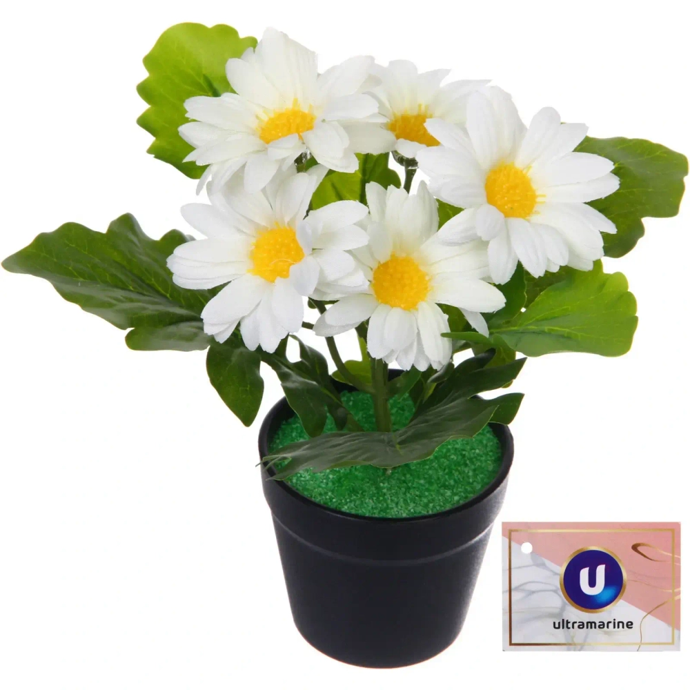 Цветочная композиция «Поцелуй лета» Хризантема белая 20см