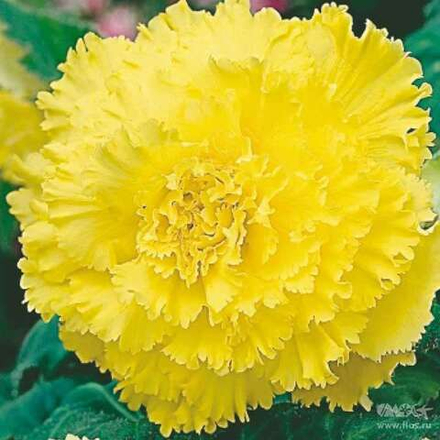 Бегония Фибриата желтая