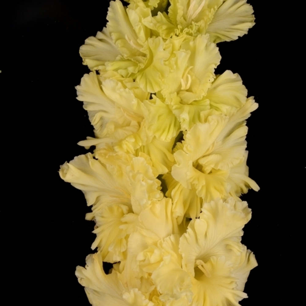 Гладиолус крупноцветковый Страна Лимония