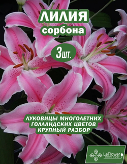 Лилия Луковица, Сорбонна, 3 шт