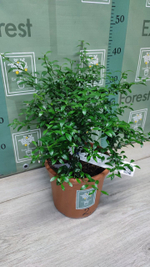 Микроцитрус "Blood Lime"