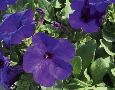 32191 Петуния ALPETUNIA BLUE