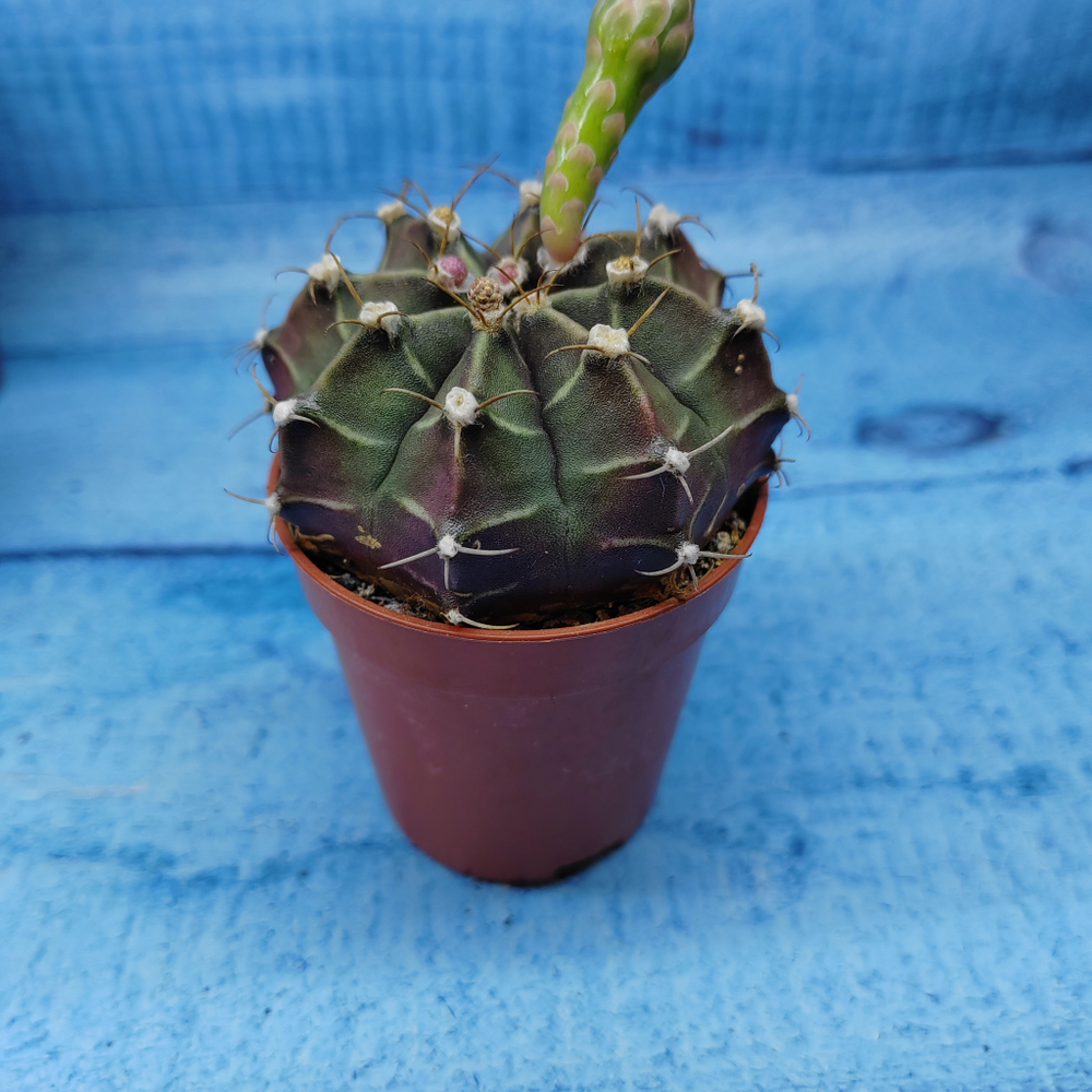 Gymnocalycium Friedrichii (Гимнокалициум)