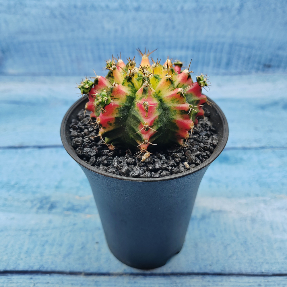 Gymnocalycium Variegata (Гимнокалициум Вариегатный)