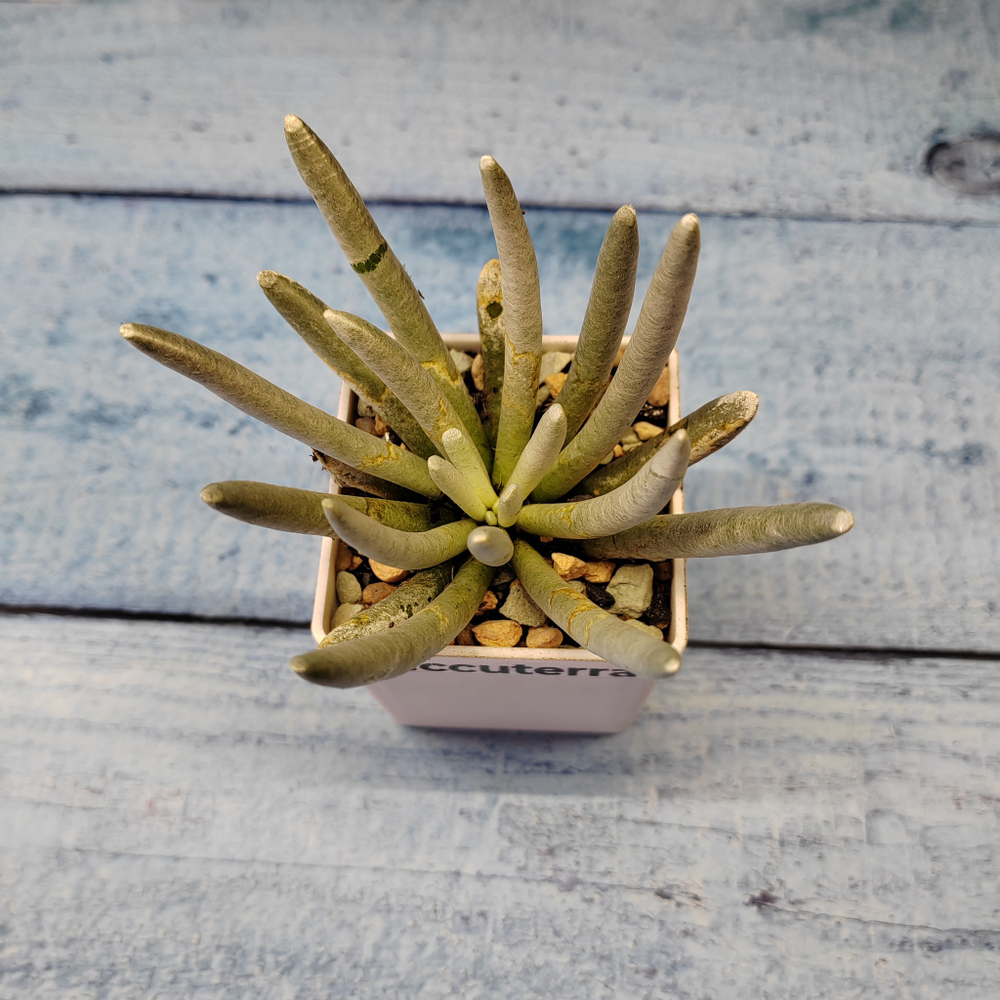 Senecio Scaposus (Крестовник)