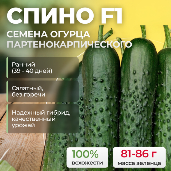 СПИНО F1 семена огурца партенокарпического (Syngenta) – фото 1