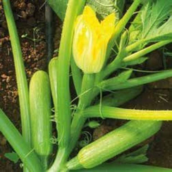 Эзра F1 семена кабачка (Hazera / Хазера)