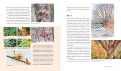 Plants for the Winter Garden