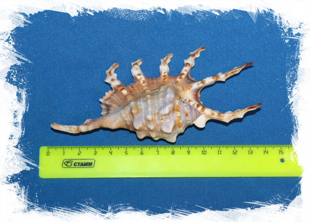 Лямбис Скорпион размер