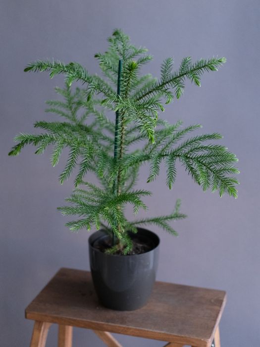 Араукария Хетерофилла (D-14)