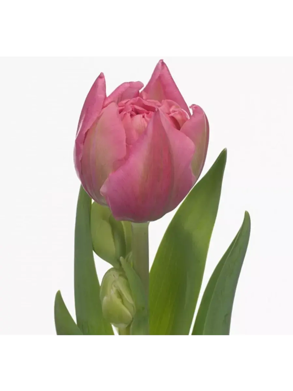 Тюльпаны пионовидные ,луковицы сорт OERAL (4 штуки)