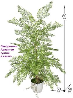 Папоротники