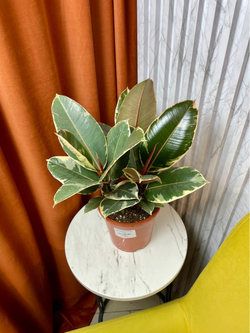 Фикус Эластика Тинеке 3в1, D17см Н45см, 1шт, Urban Jungle