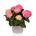 Hi Halo (Хай Хэло) P12 Европа 2026