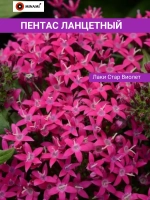 Пентас ланцетный набор