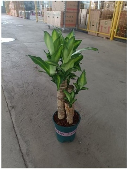 Драцена три стволад.15