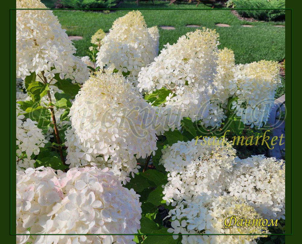 Гортензия метельчатая Фантом- Призрак (Hydrangea paniculata `Phantom`)