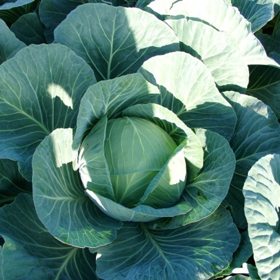 Джинтама F1 семена капусты белокочанной (Rijk Zwaan / Райк Цваан) в поле – фото 5