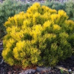 Сосна горная Винтер Голд С5 20-30