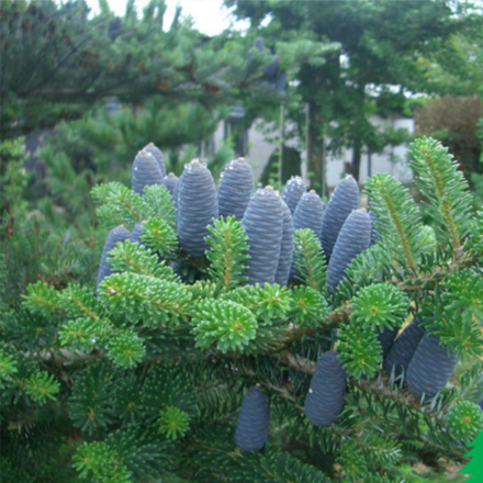 Пихта корейская B+S 200-250