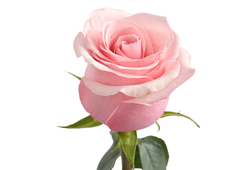 Be Sweet Qualisa (EC)