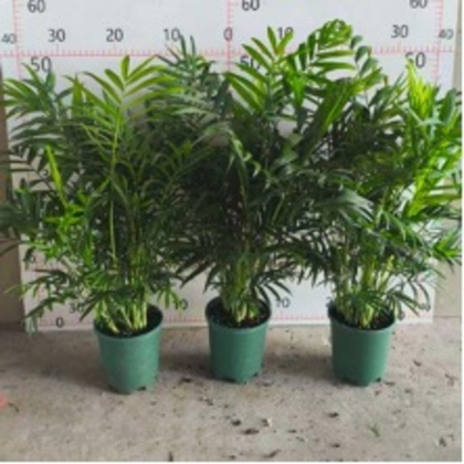 Хамедорея elegans д.15