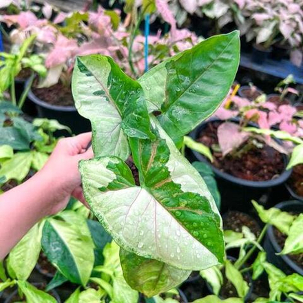 Сингониум BROWN LAVA