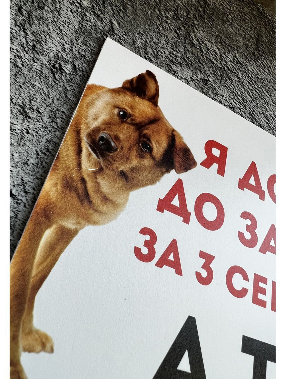 Табличка Злая собака