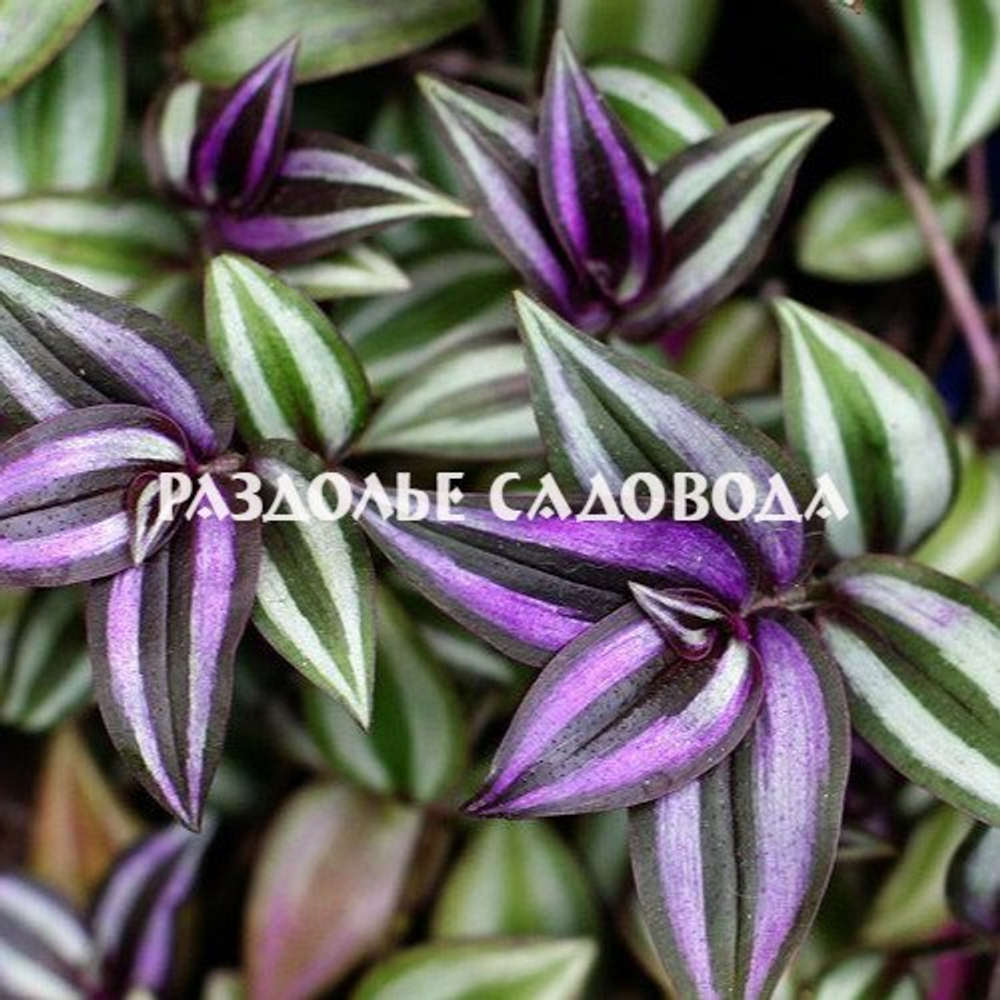 Традесканция Зебрина