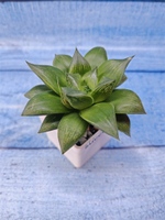 Haworthia Mirabilis hyb. (Хавортия)