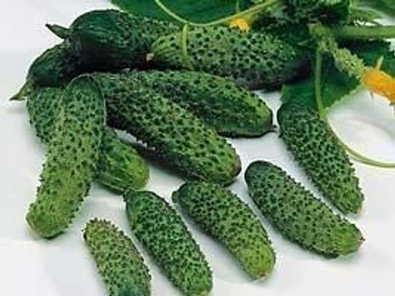 ЭКОЛЬ F1 семена огурца партенокарпического (Syngenta) описание