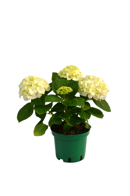 Гортензия Macrophylla White Sun д. 15 СП